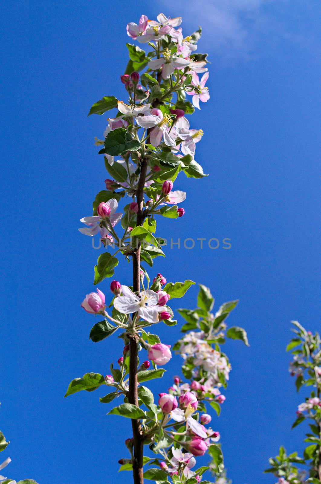 Apple blooming flowers in orchard at spring time