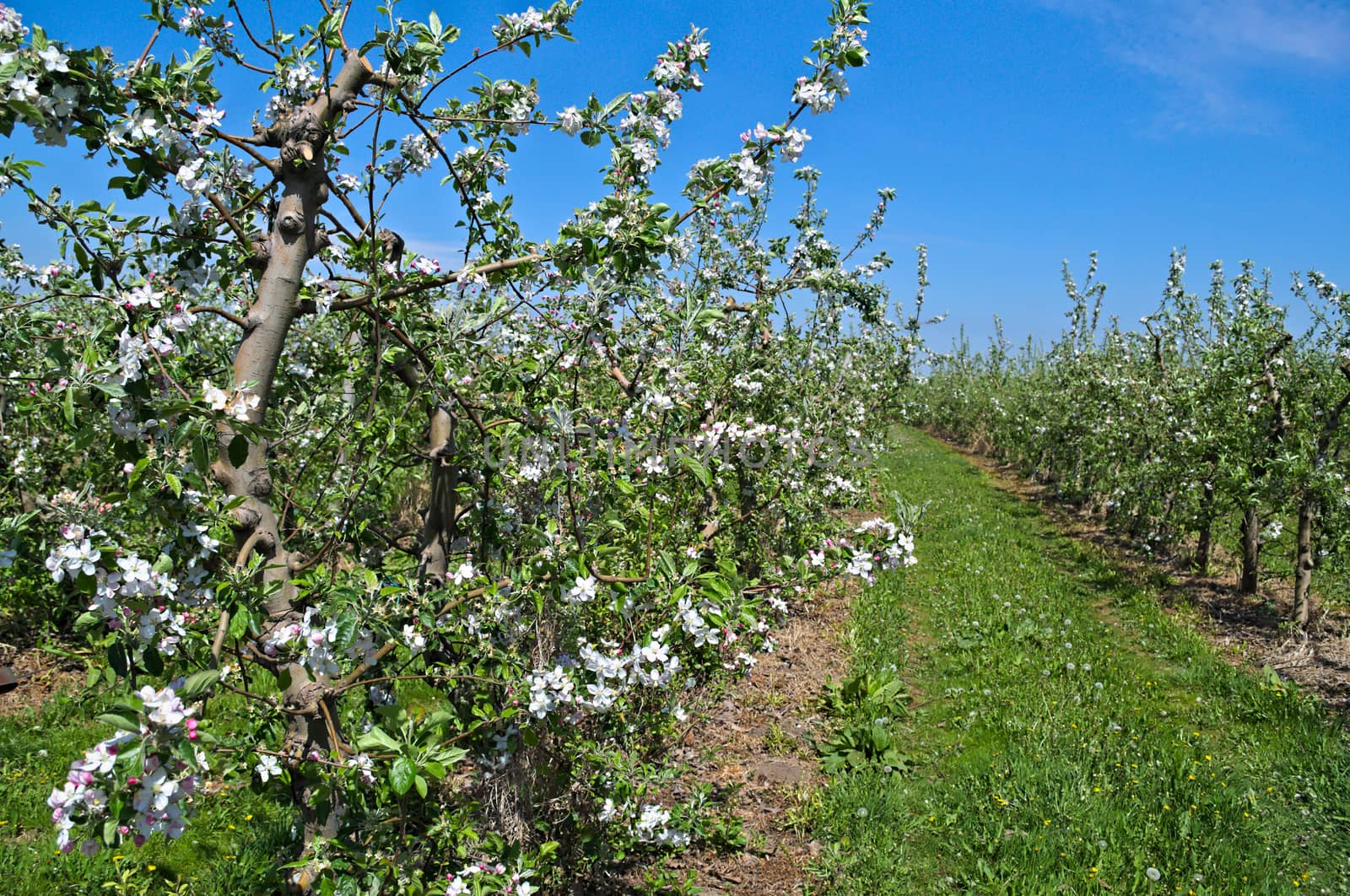 Apple trees in orchard blooming at spring time