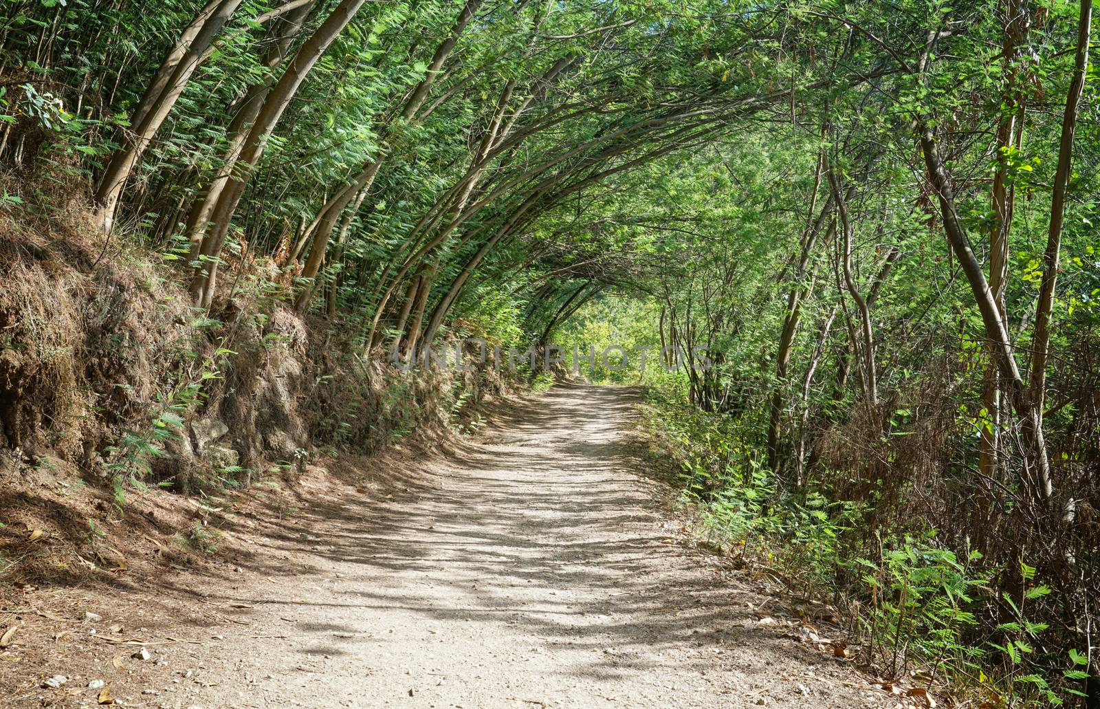 Pilgrim trail between Caldas de Reis and Padron on the Camino de Santiago trail, Galicia, Spain