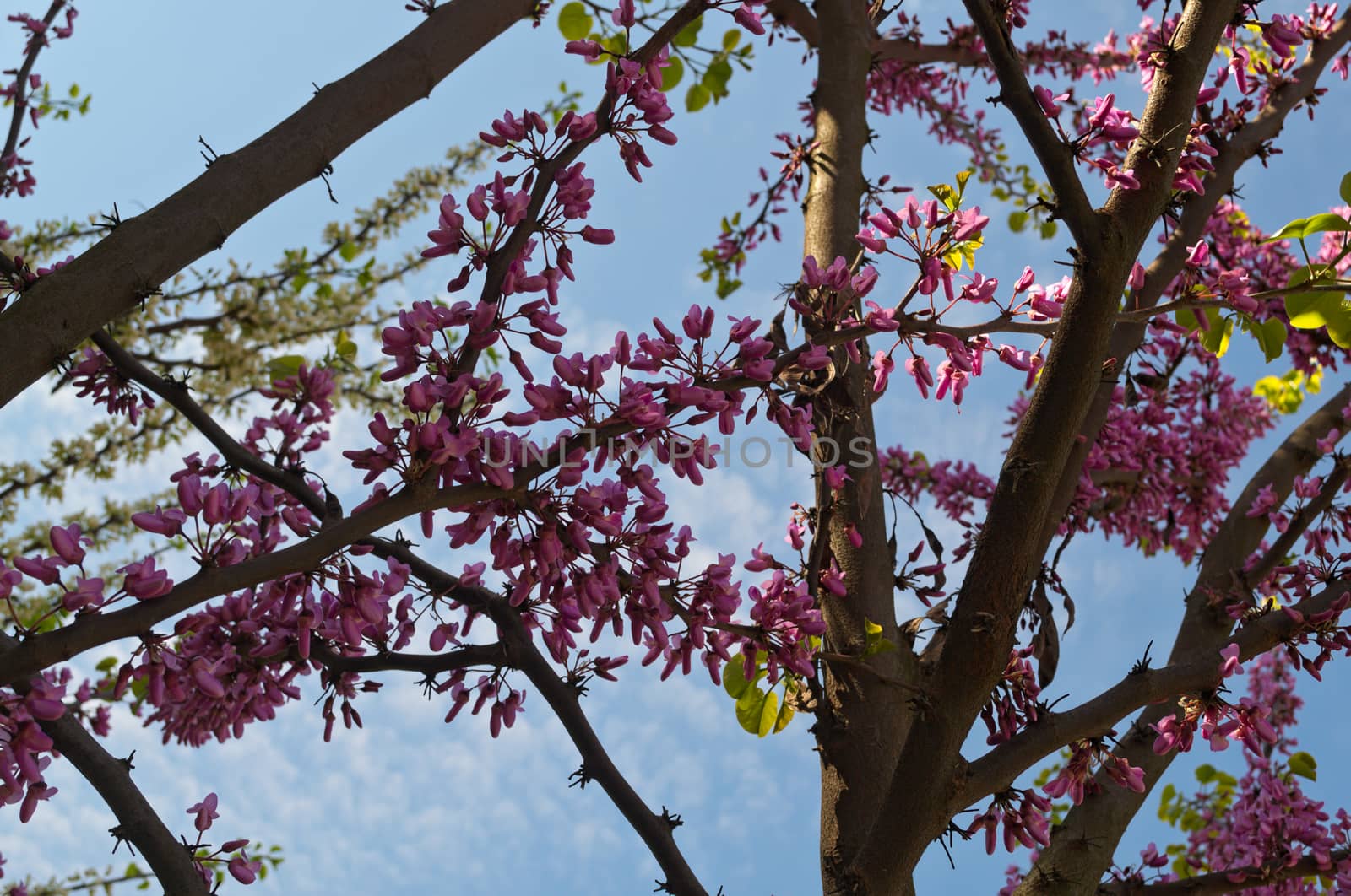 Tree with purple flowers in park by sheriffkule