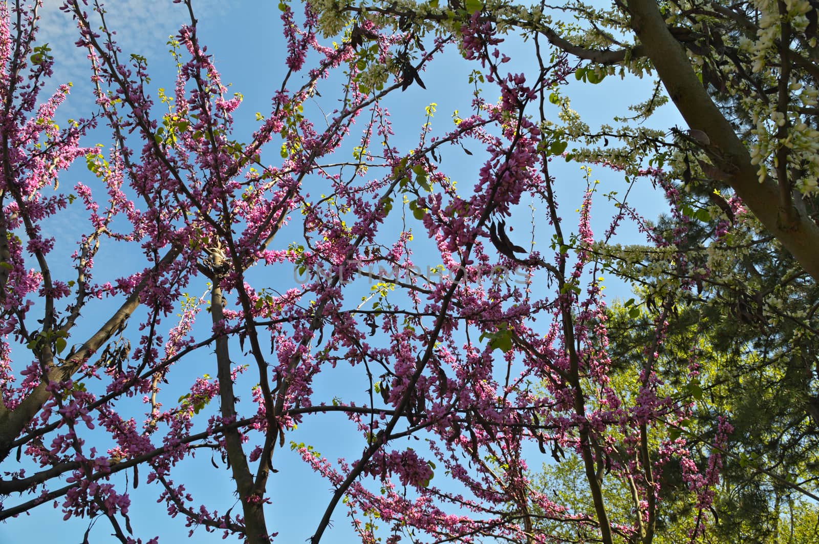 Tree with purple flowers in park by sheriffkule