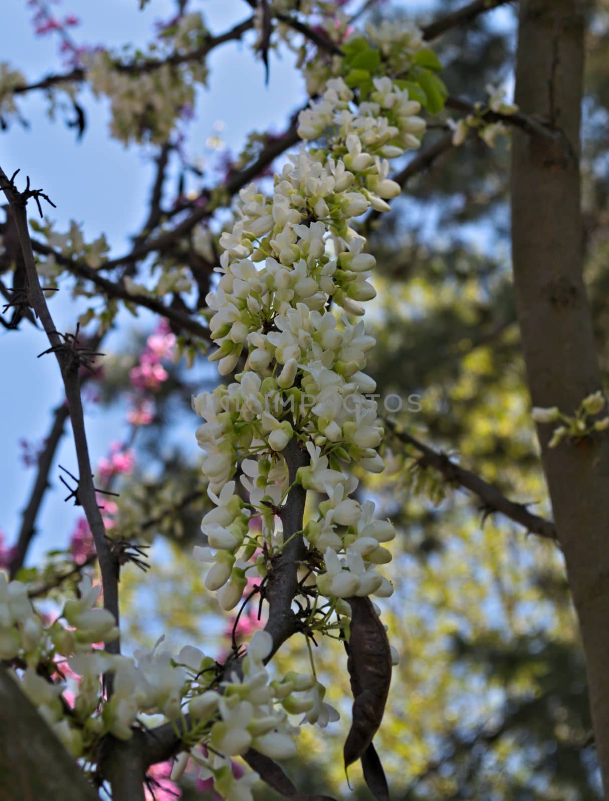 Tree branch with white flowers by sheriffkule