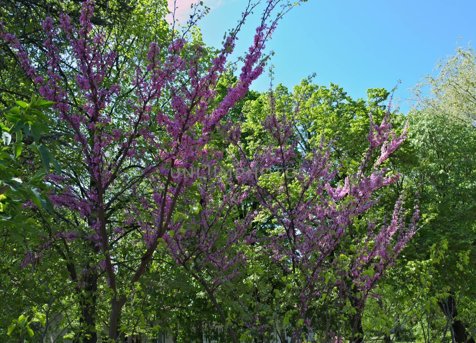Tree with purple flowers in park