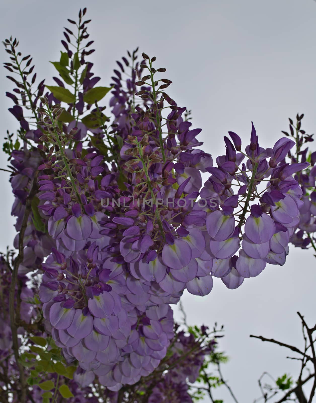 Tree blooming with purple flowers by sheriffkule