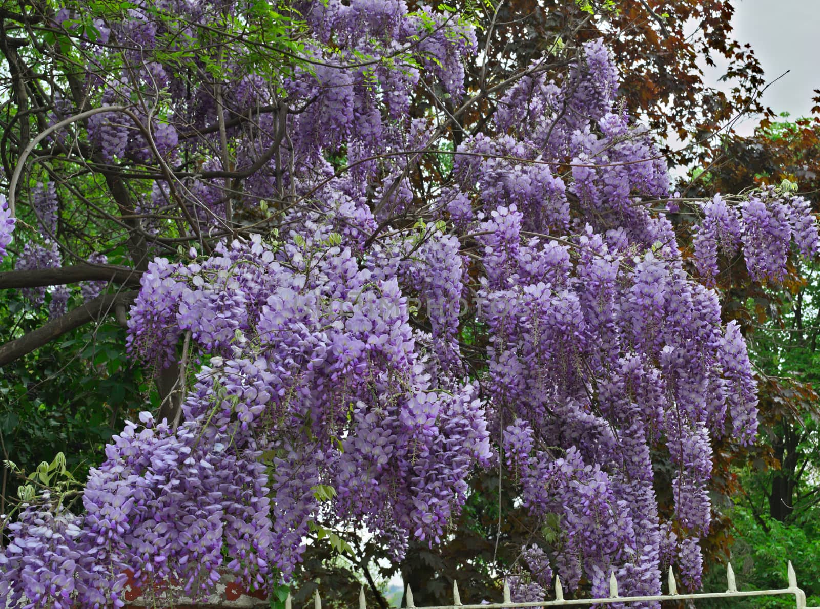 Tree with purple flowers in park