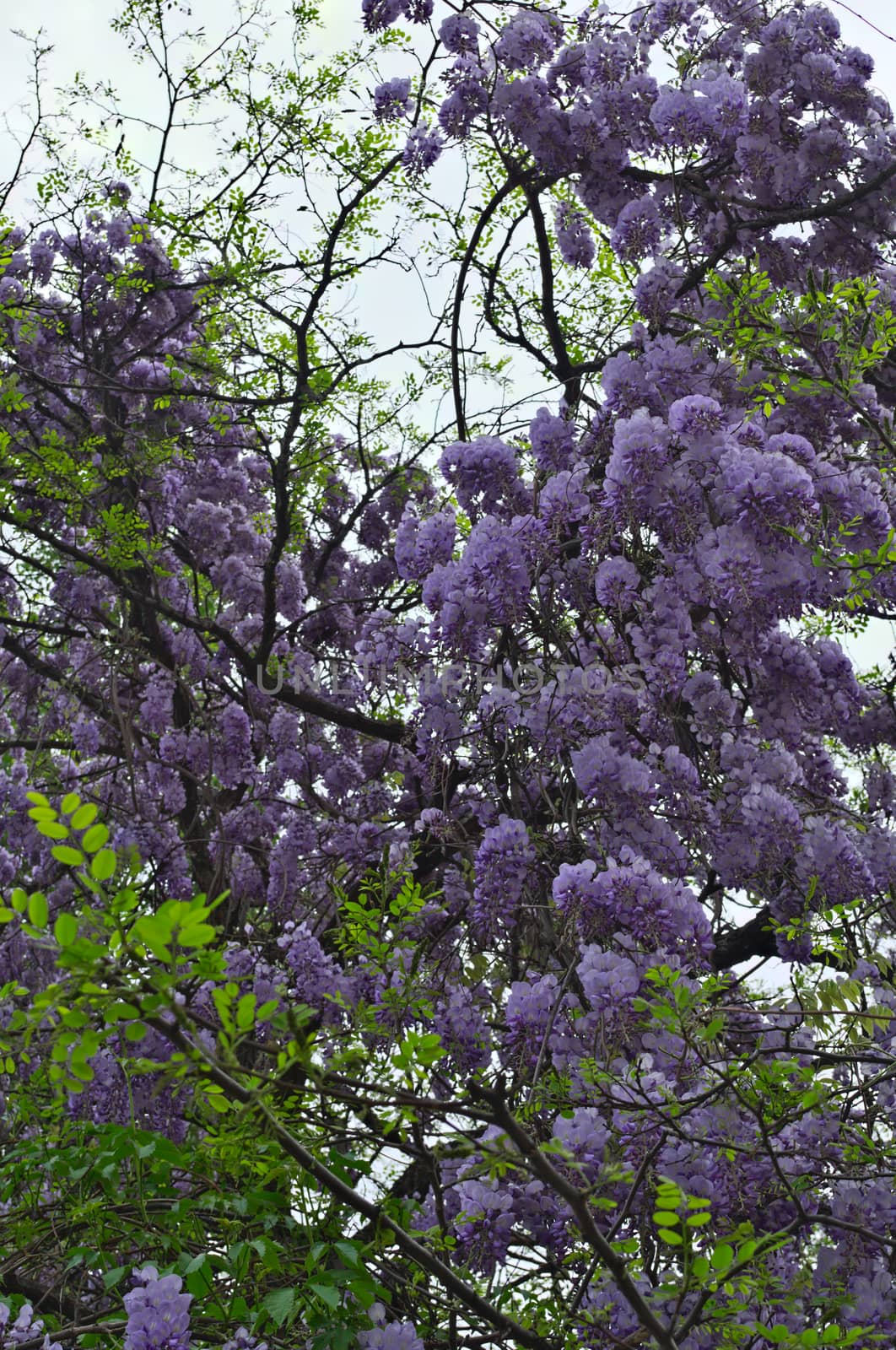 Tree blooming with purple flowers