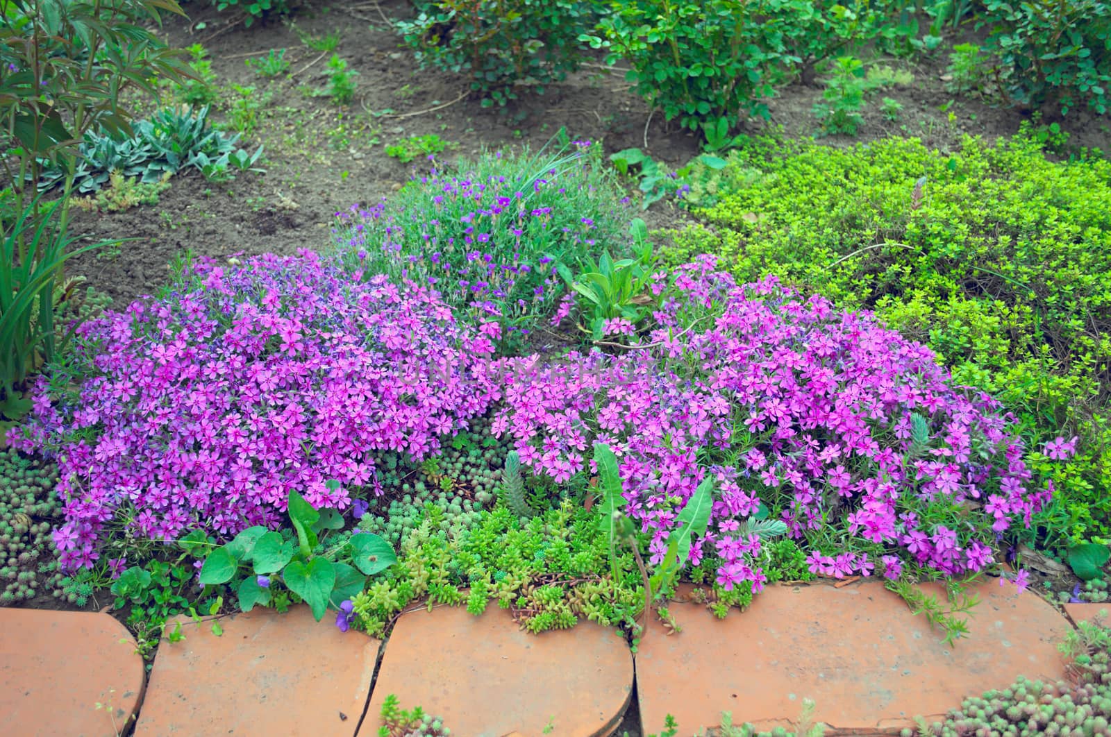 Flowers blooming in garden during spring by sheriffkule