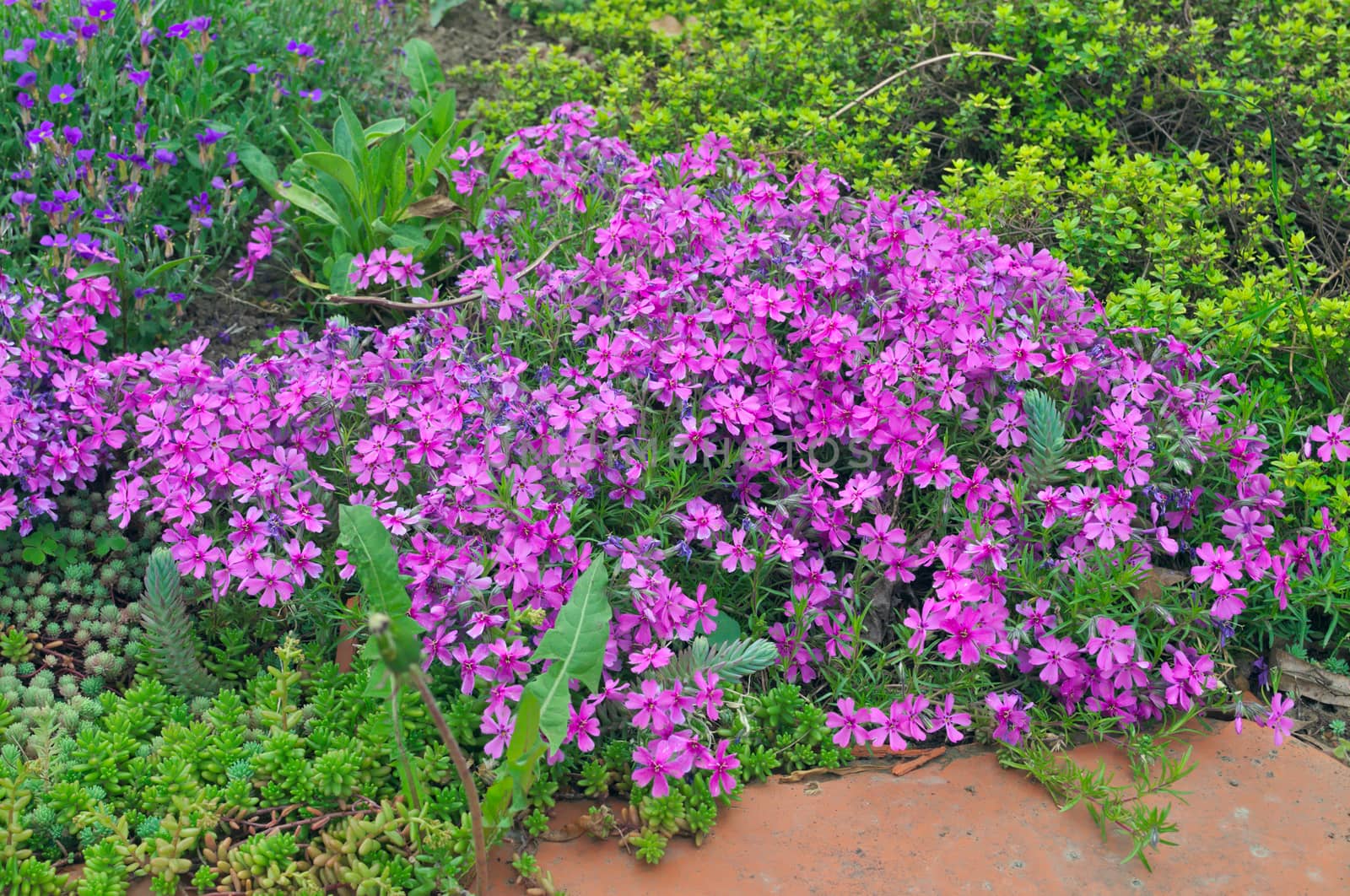 Pink flowers blooming in garden during spring by sheriffkule