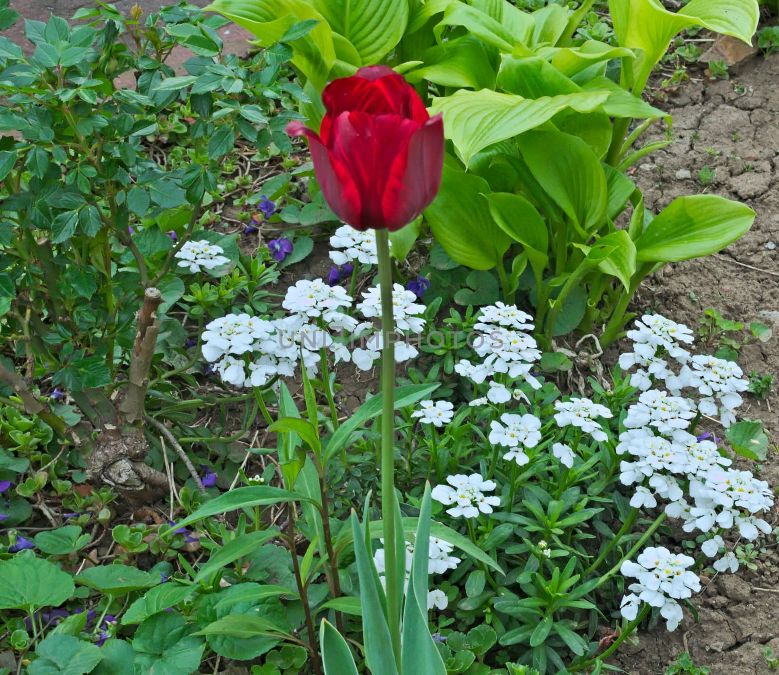 Red tulip blooming in garden