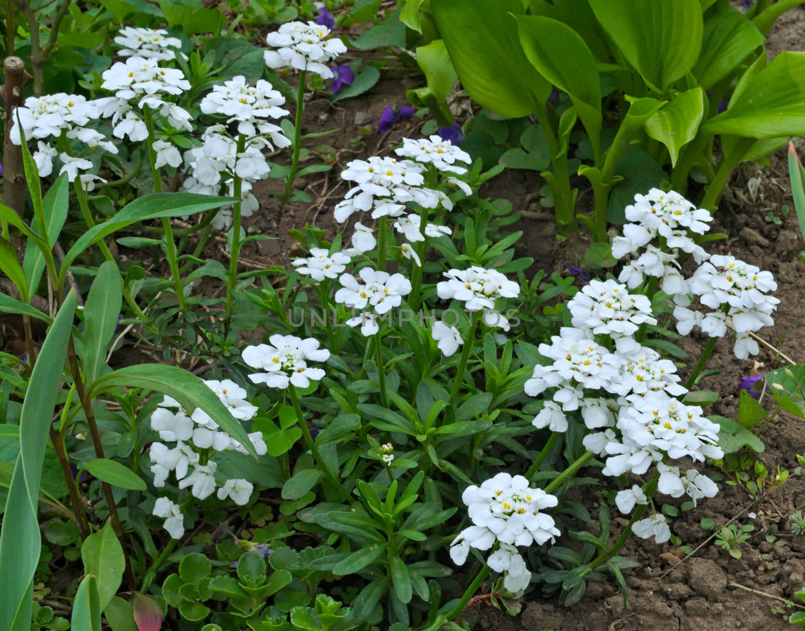 White flowers blossoming in garden