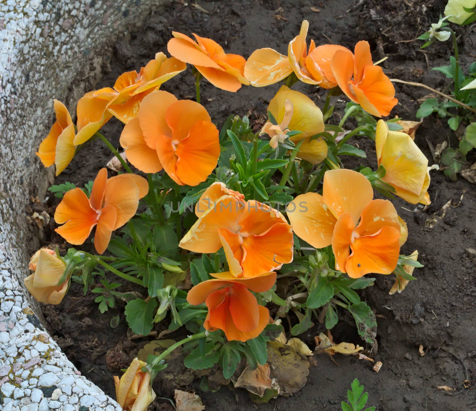 Plants with blooming orange flowers