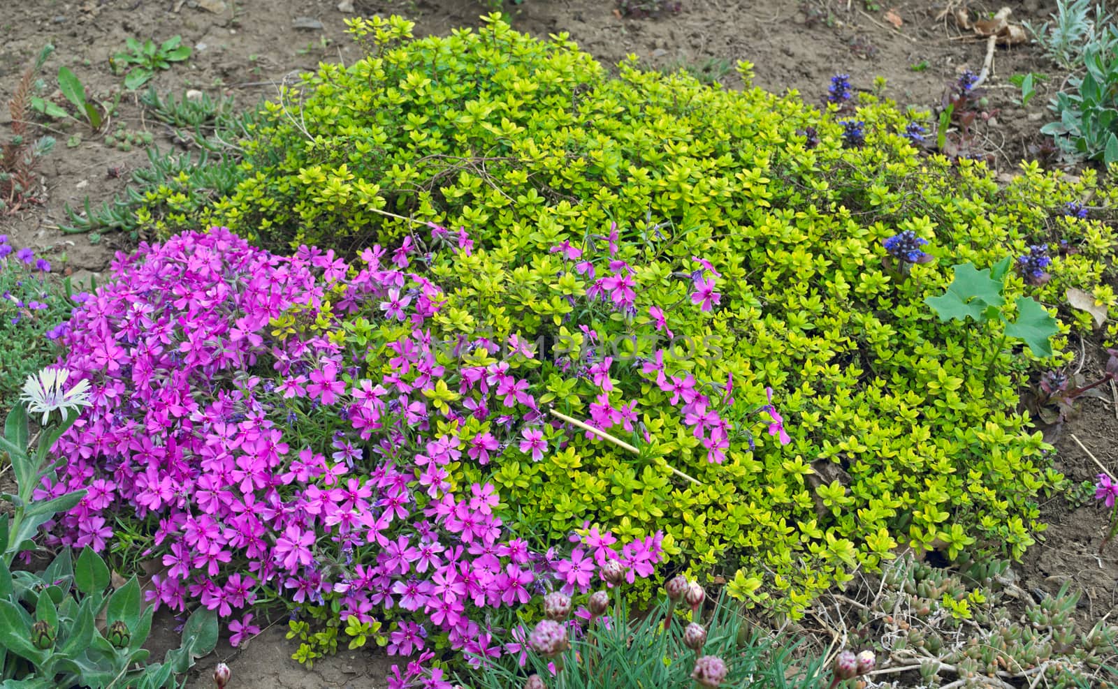 Plant blooming in garden at spring by sheriffkule