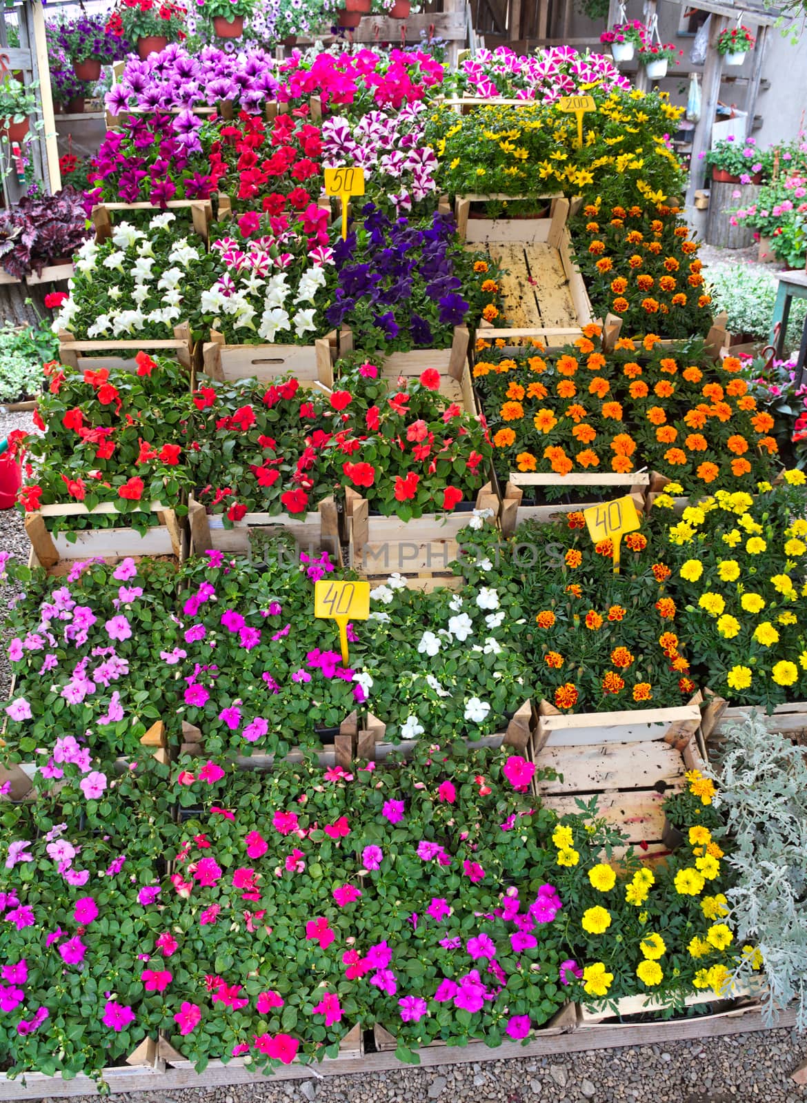 Abundance of blooming plants on display in flower shop by sheriffkule