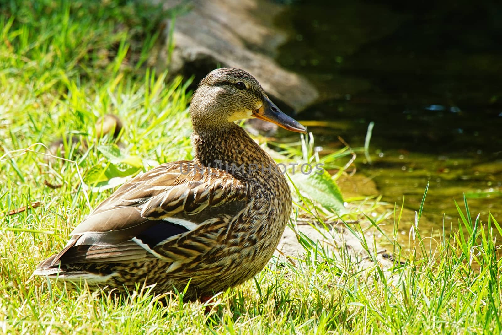 Mallard (Anas platyrhynchos), Eifel, Germany