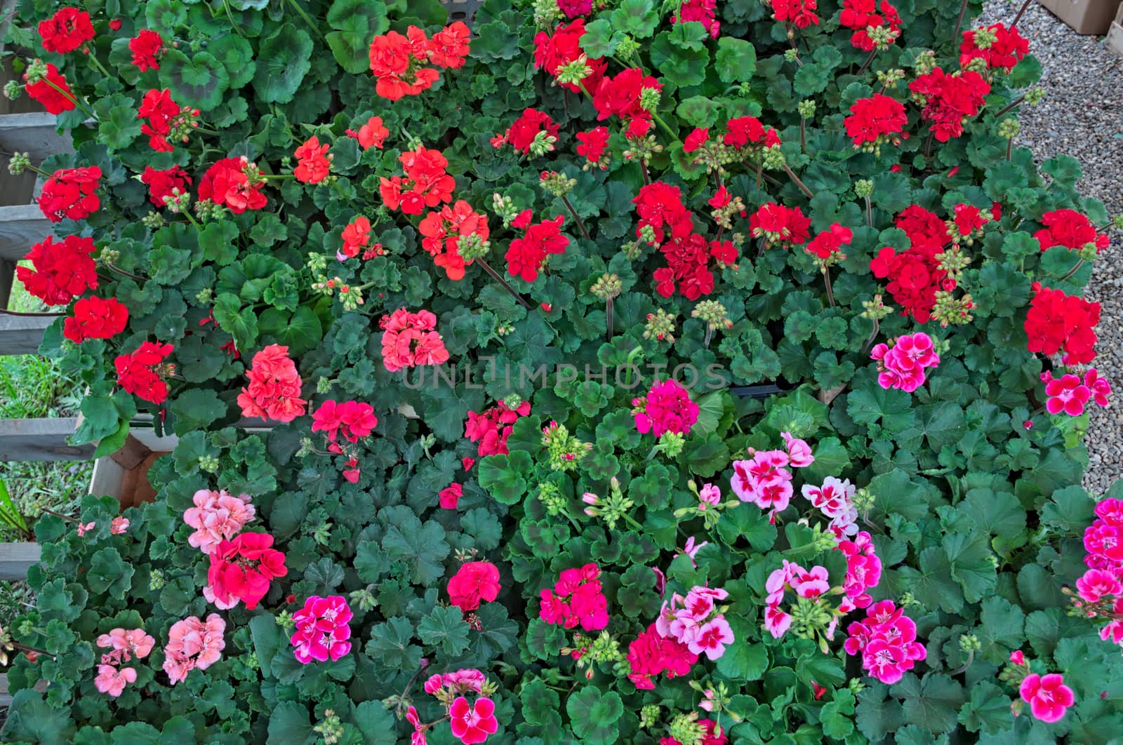 Abundance of blooming plants on display in flower shop