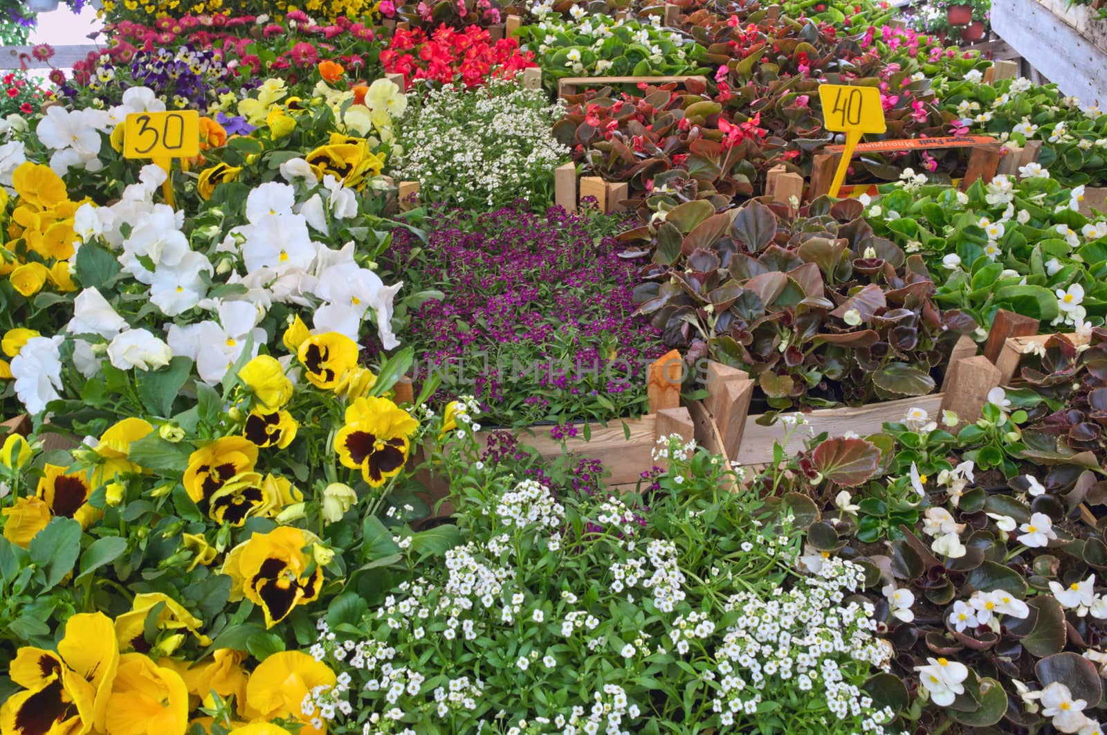 Abundance of blooming plants on display in flower shop by sheriffkule