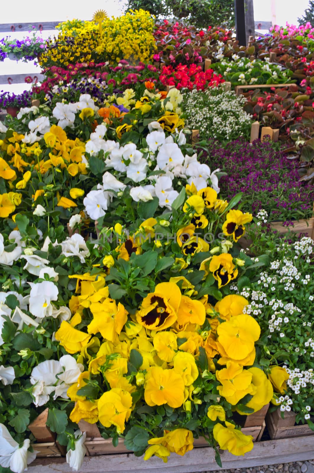 Abundance of blooming plants on display in flower shop by sheriffkule