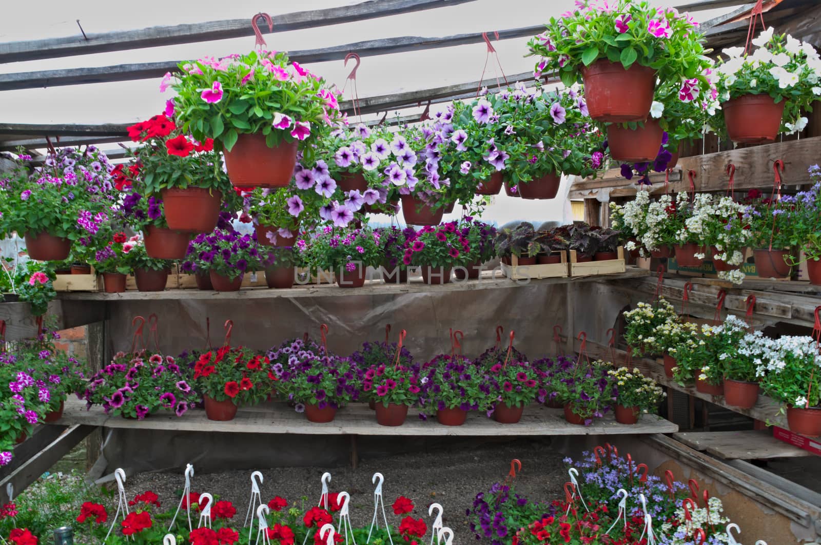 Abundance of blooming plants on display in flower shop