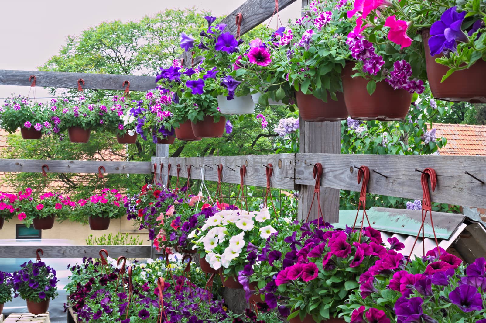 Abundance of blooming plants on display in flower shop by sheriffkule