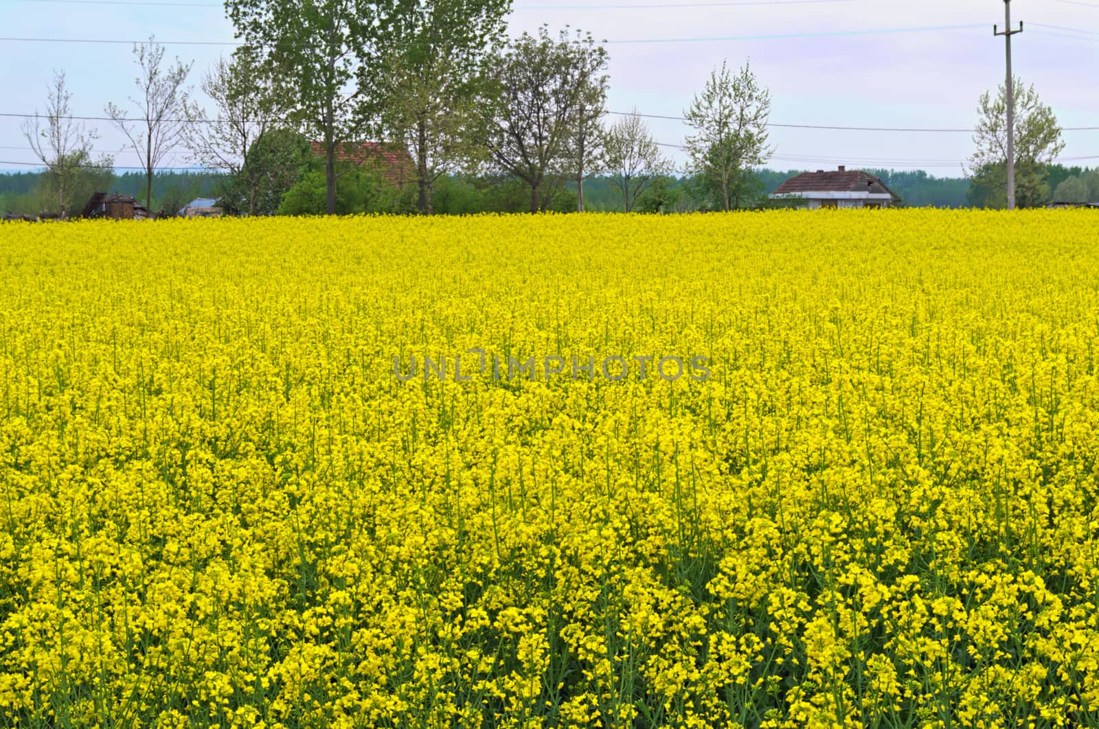 Canola field blossoming with yellow flowers by sheriffkule