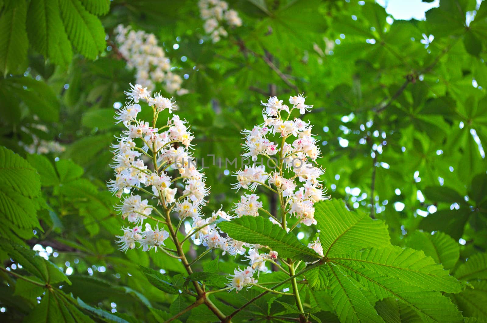 Chestnut blooming white flowers by sheriffkule