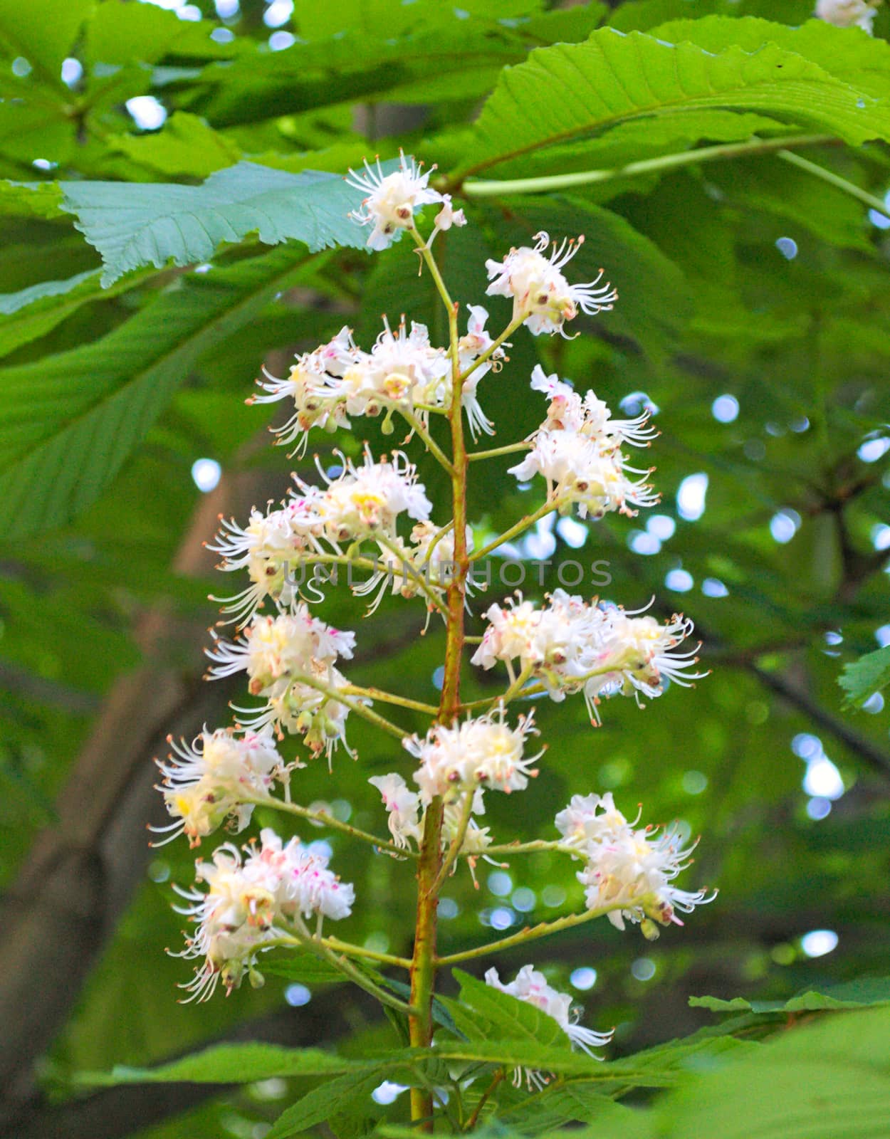 Chestnut blooming white flowers