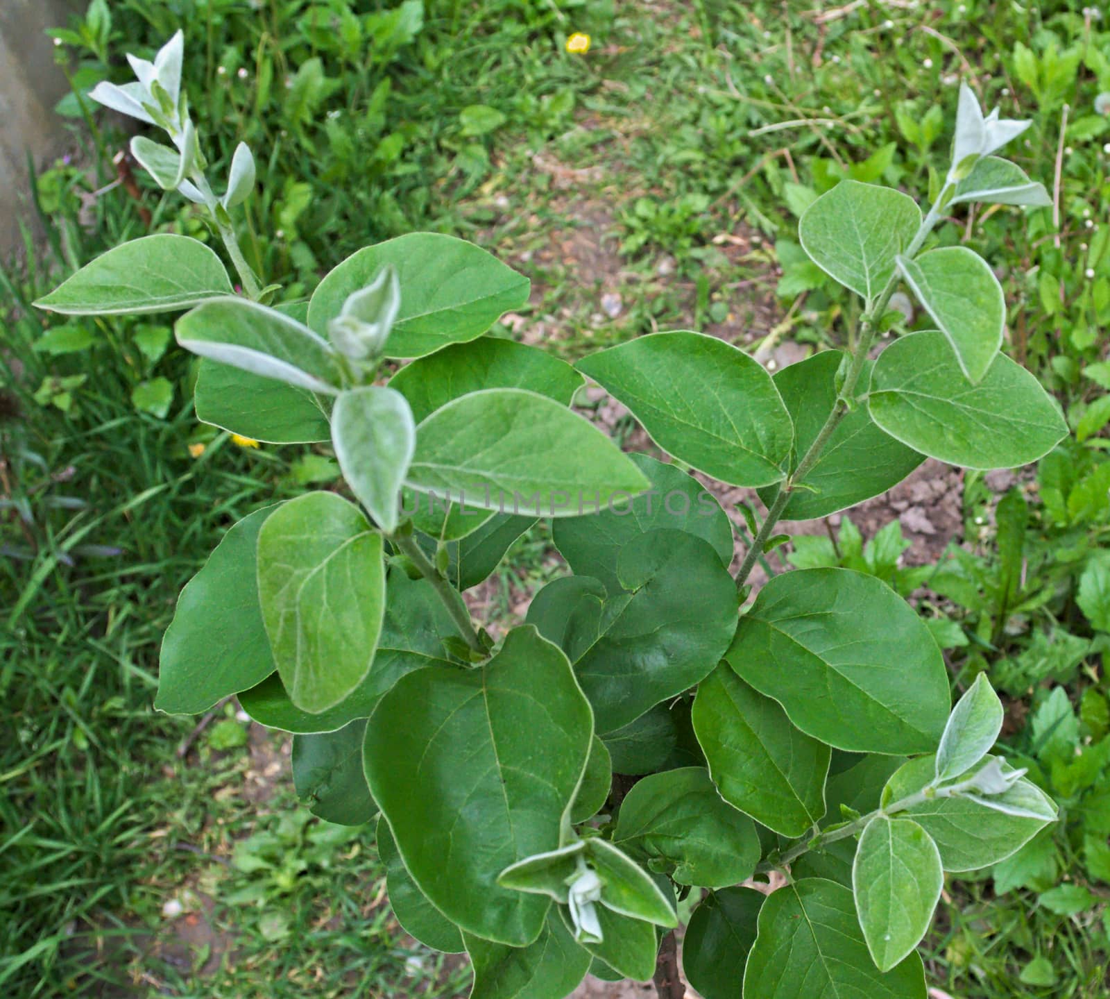 Young quince tree growing at spring