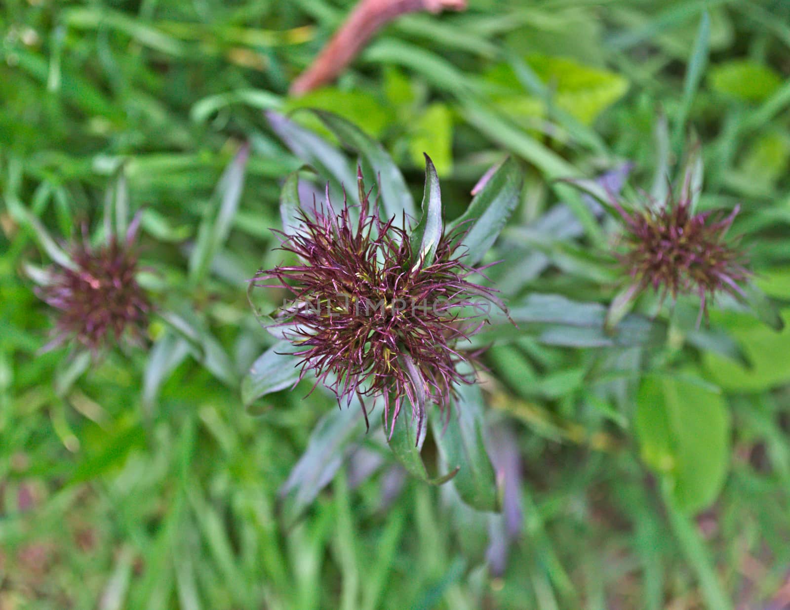 Strange flowers in my garden