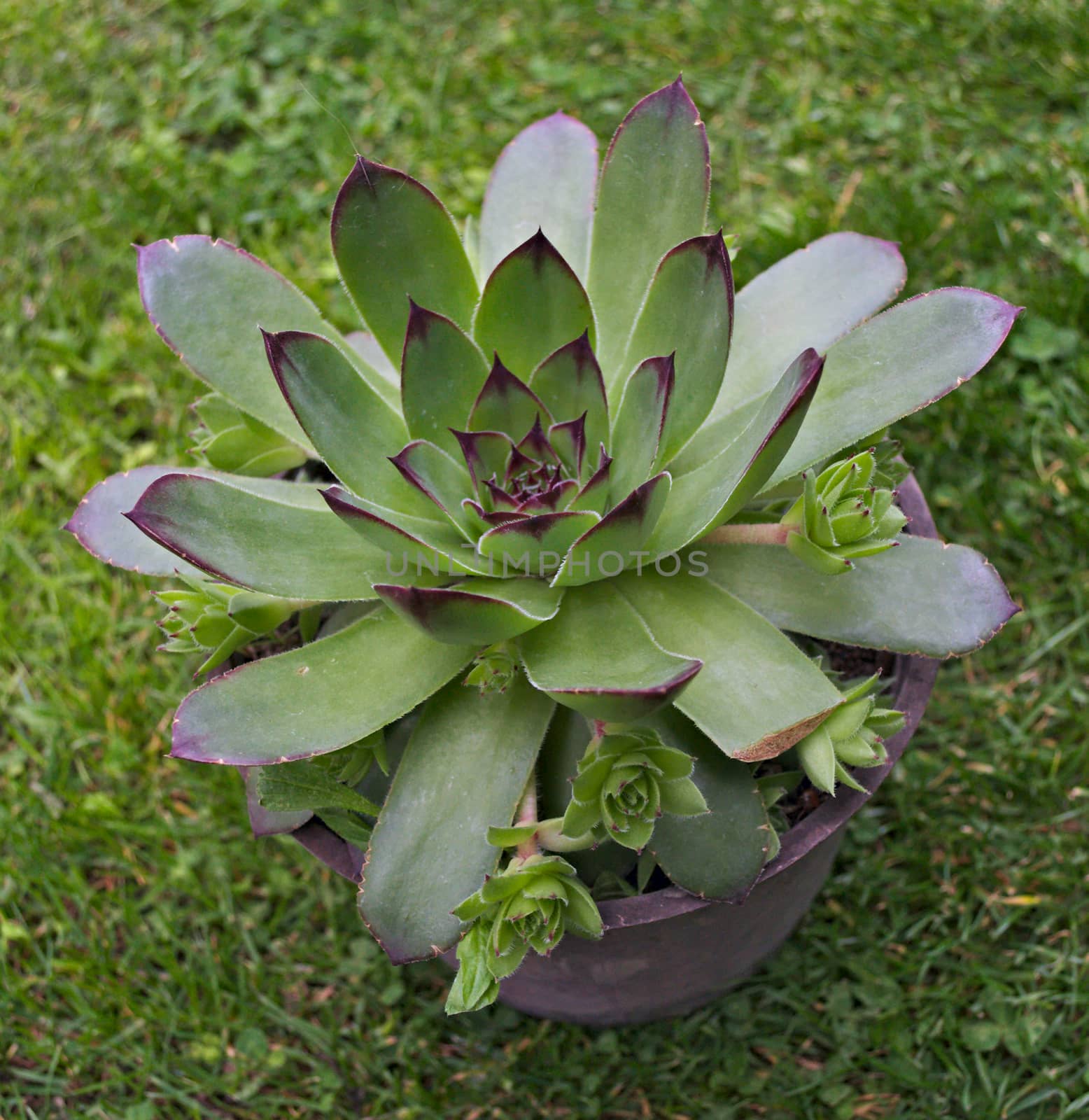 Big house keeper plant in flowerpot