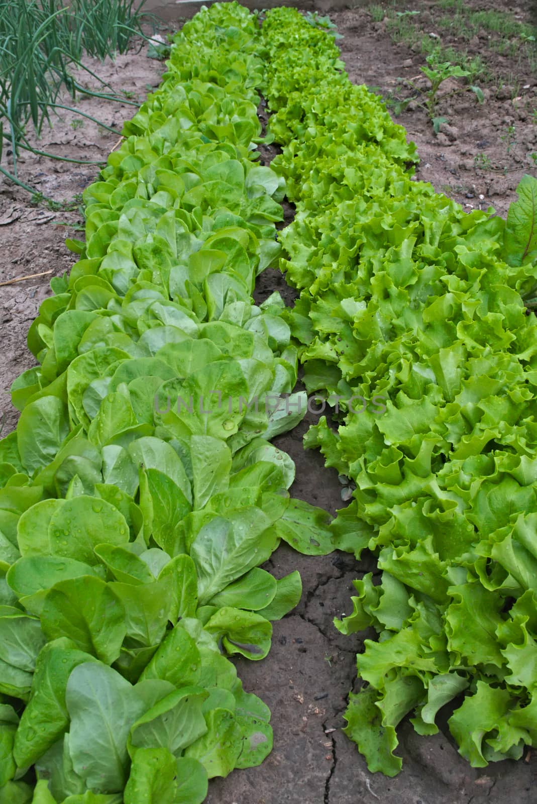 Rows of lettuce growing in garden