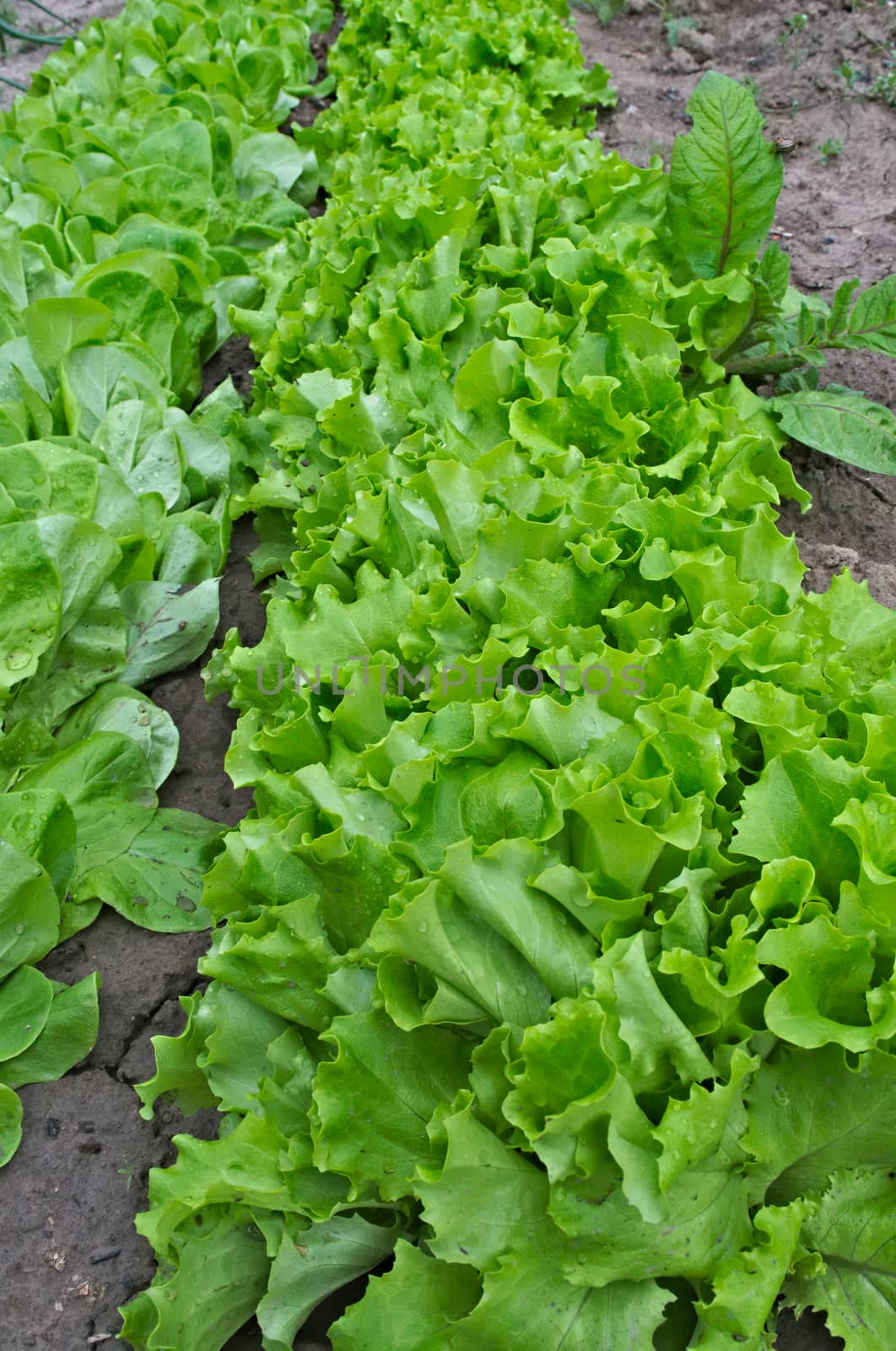 Rows of lettuce growing in garden