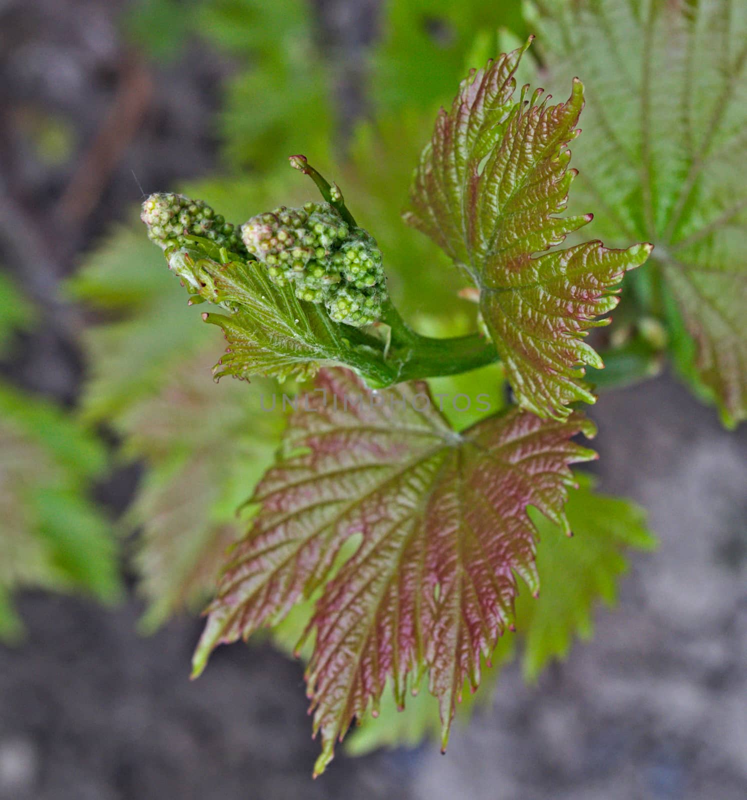 Grapevine starting to grow small grapes by sheriffkule