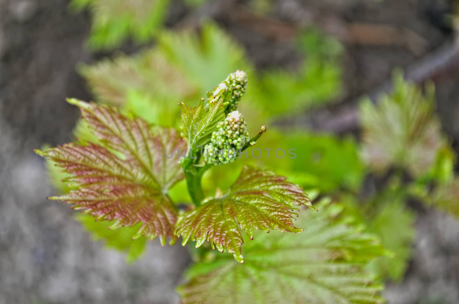 Grapevine starting to grow small grapes