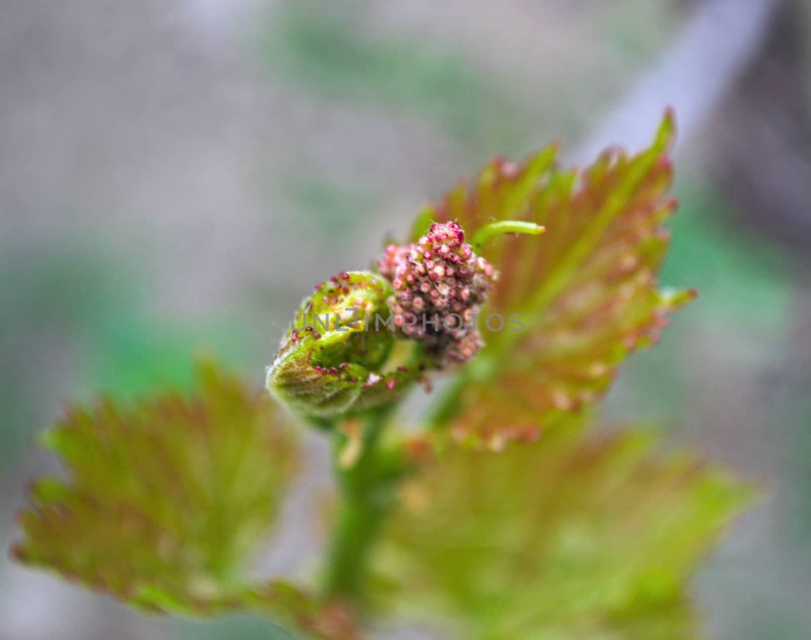 Grapevine starting to grow small grapes by sheriffkule