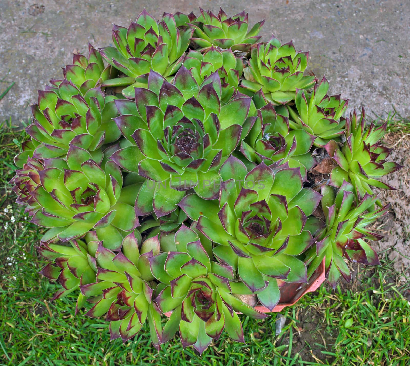 Abundance of house keeper plants in one flowerpot