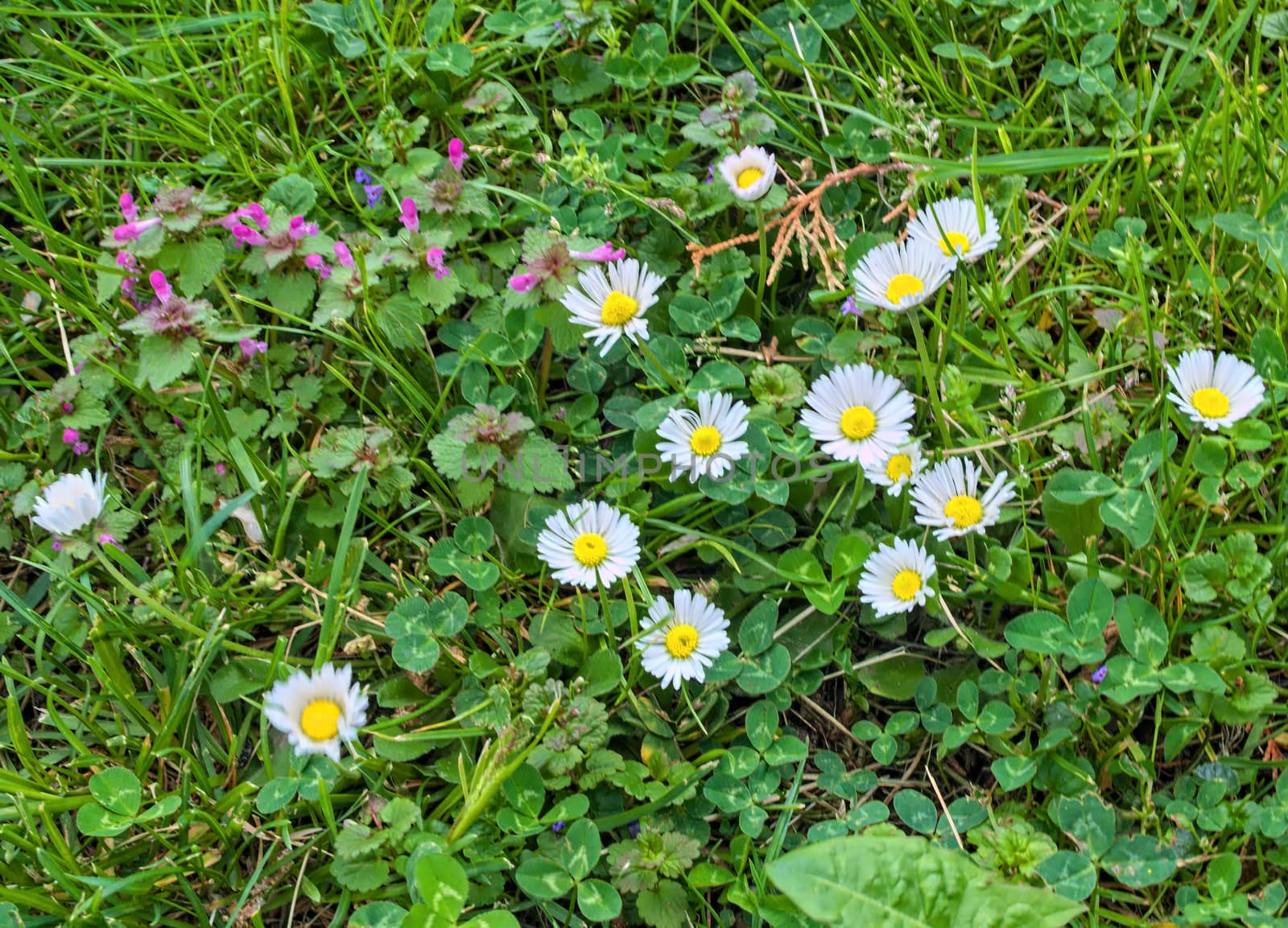 Daisy flowers blooming at field by sheriffkule