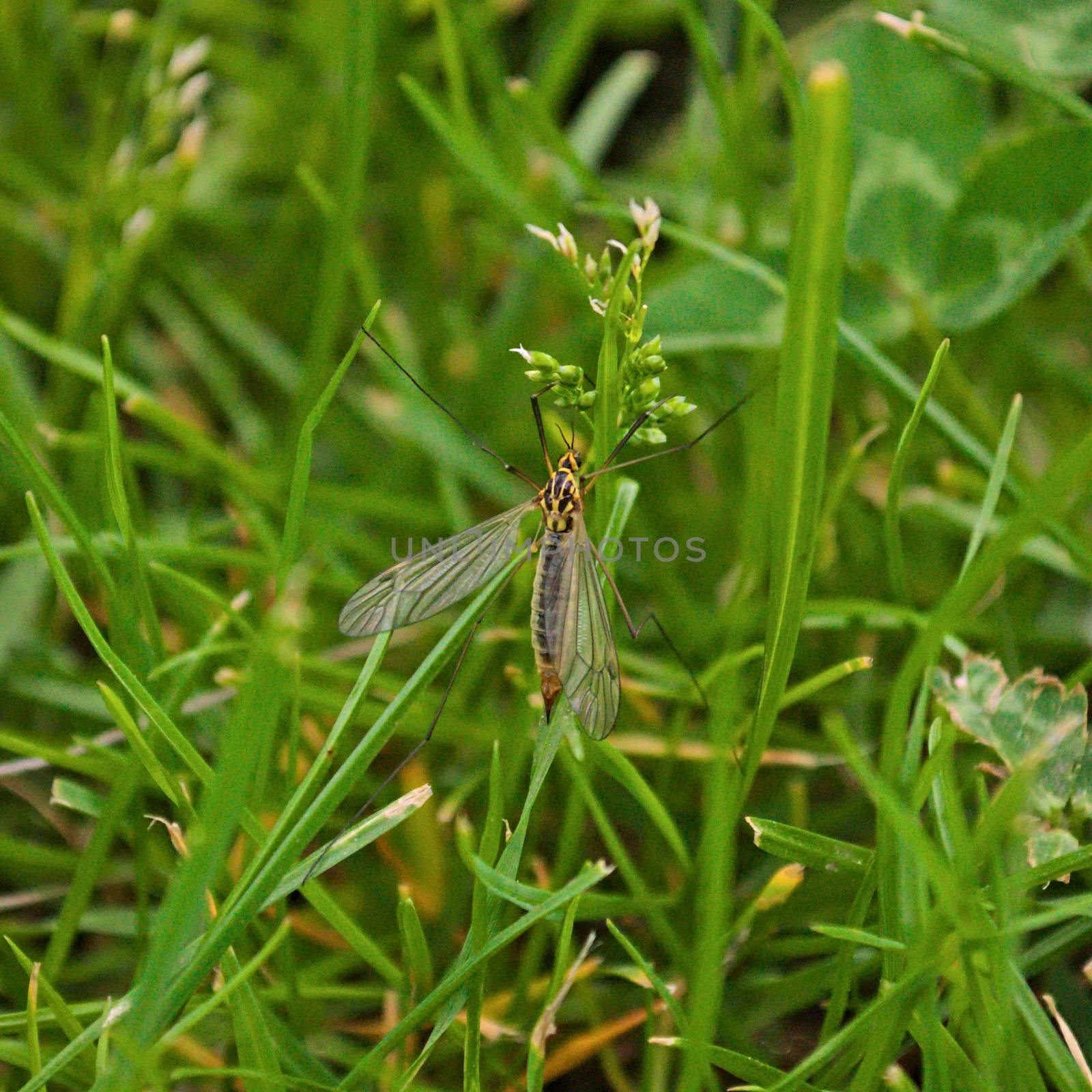 Big mosquito in grass, closeup