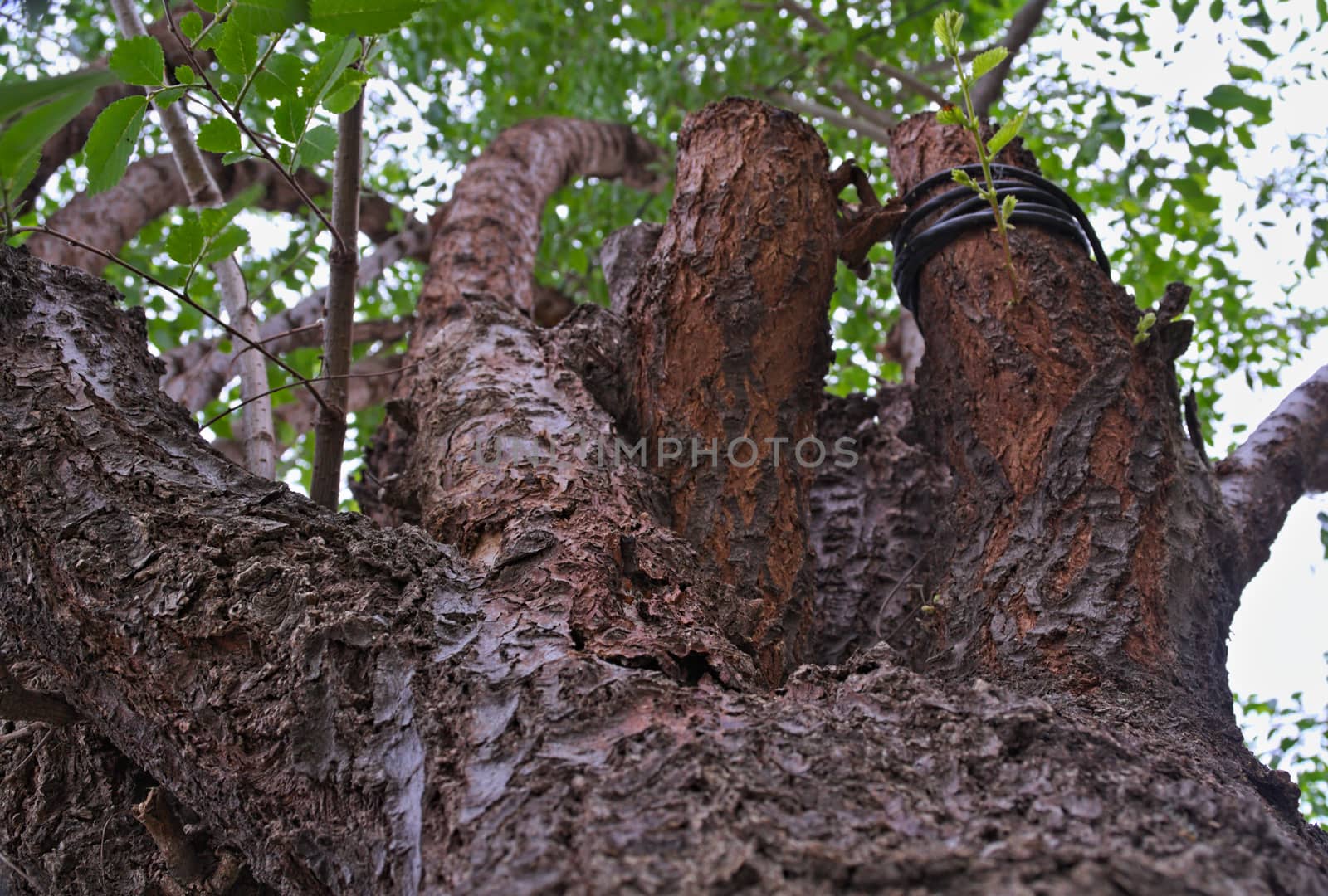 Look at tree from bellow by sheriffkule