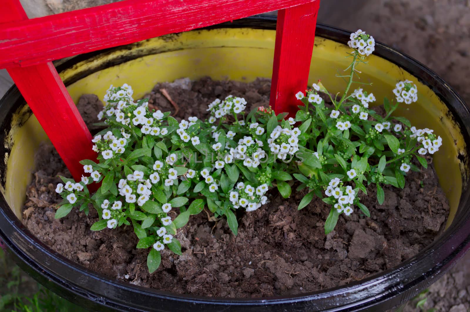 Flowerbed made out of barrel, with small white flowers by sheriffkule