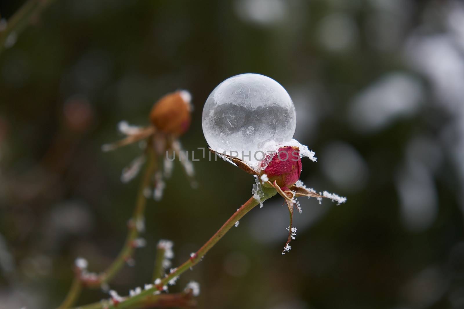 Frozen rose with a soap ball