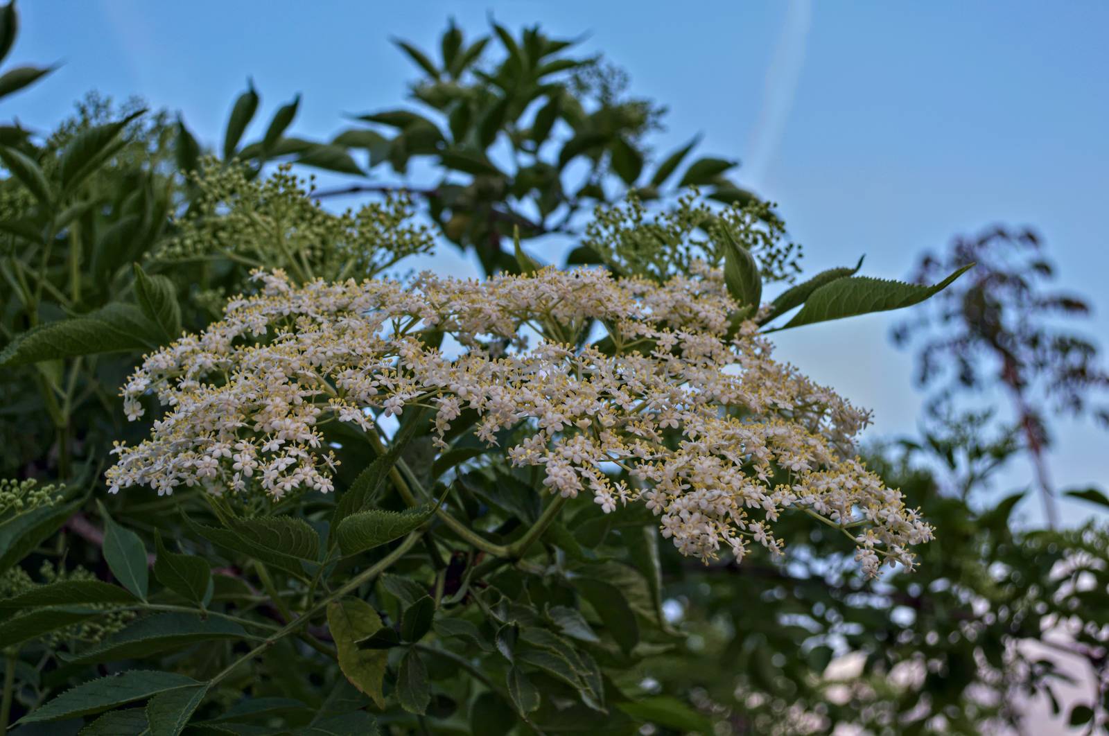 Elder flowers close up by sheriffkule