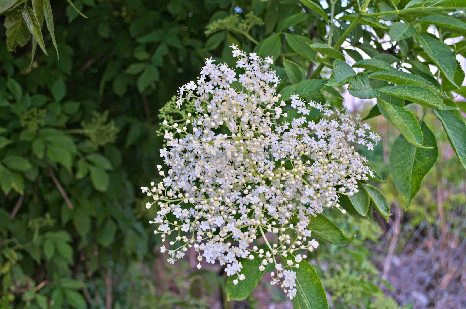 Elder flowers close up by sheriffkule