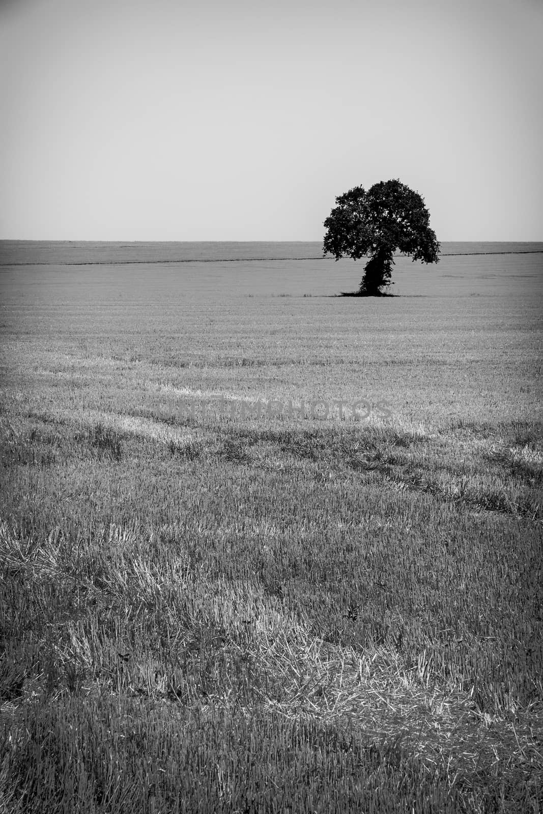 Black and white image of a lonely tree on a harvest wheat field