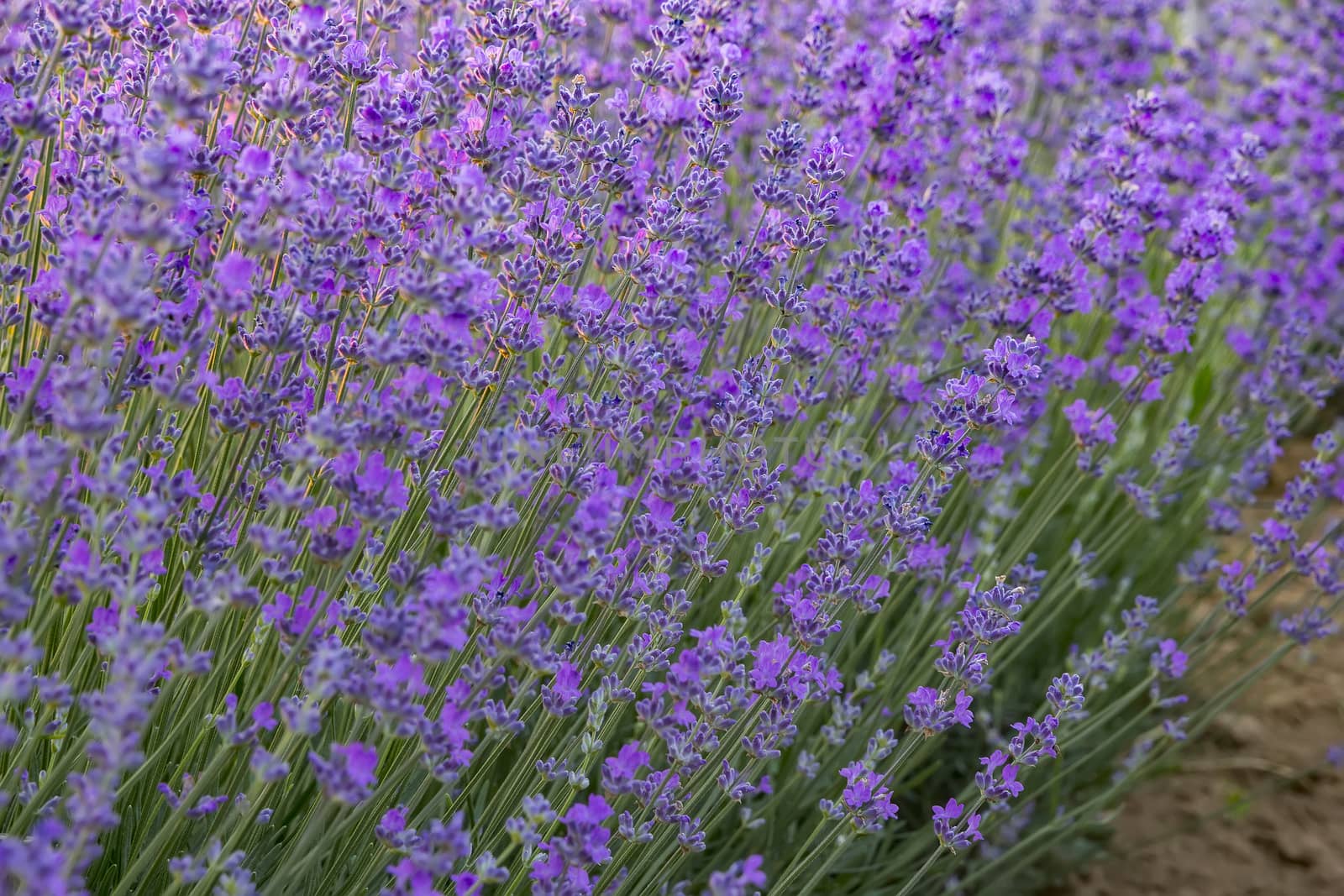 Delicate lavender flower bushes close up. by EdVal