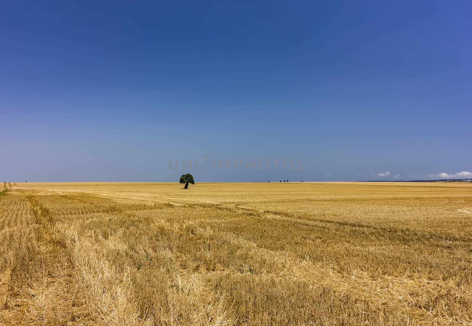 AAlone tree in yellow harvest field. Day view