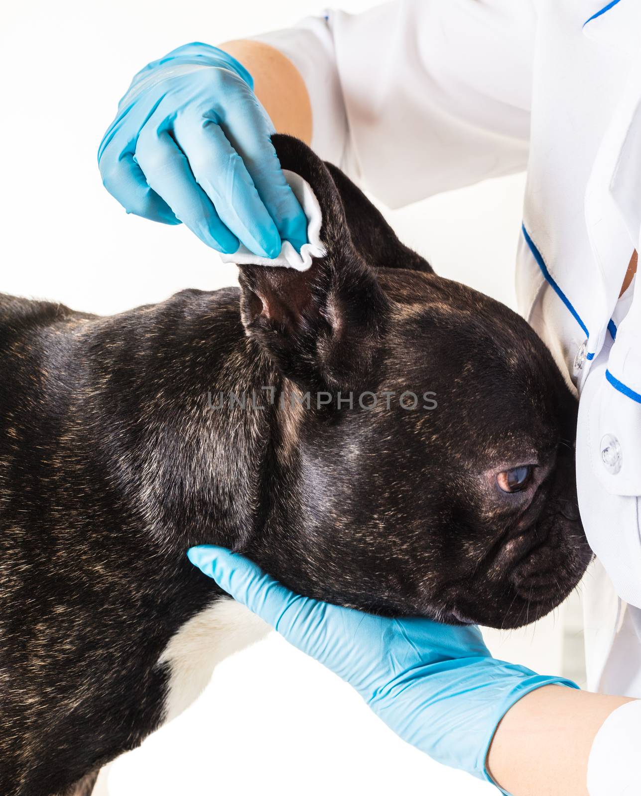 Veterinary clinic with a French bulldog making a cleaning ears