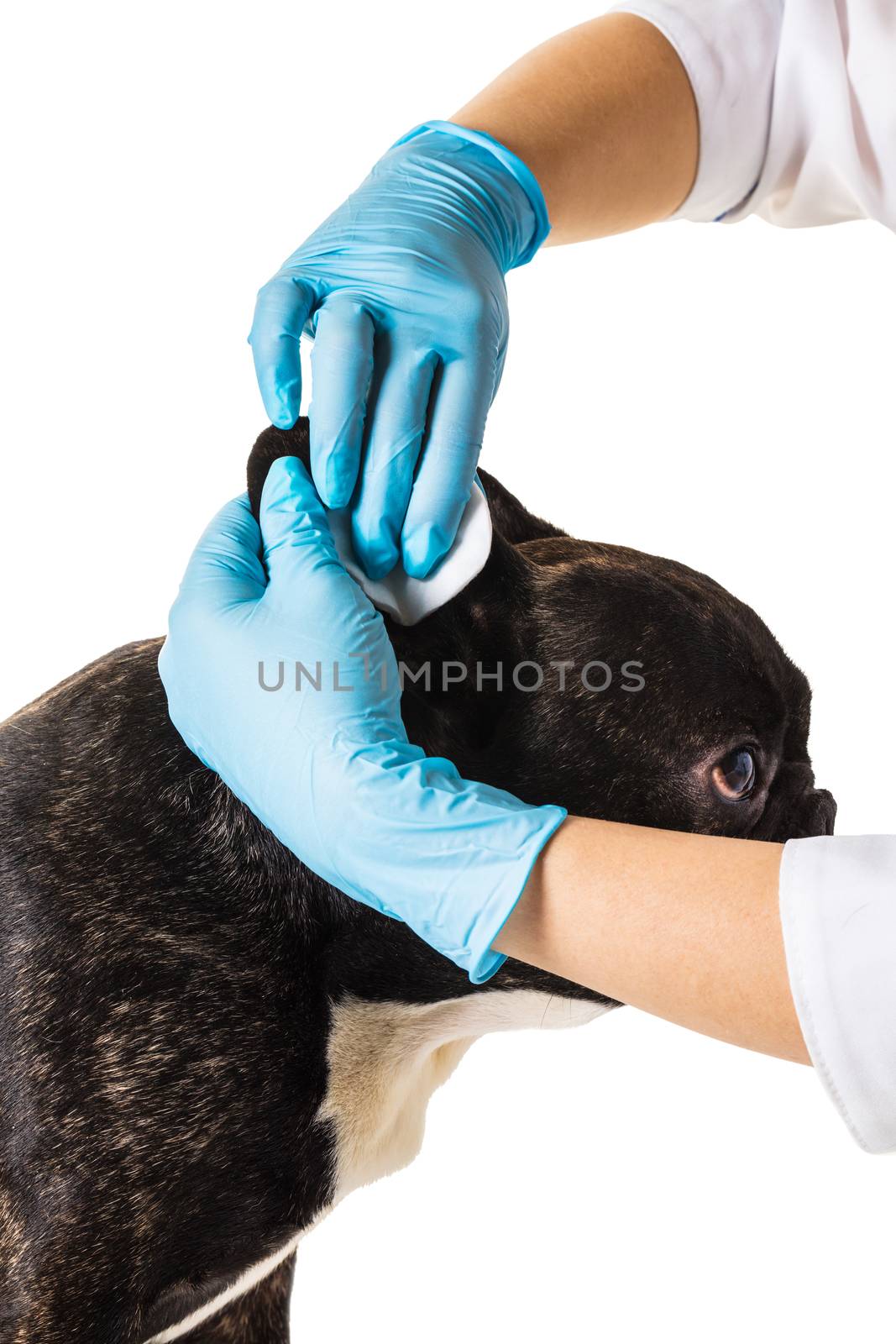 Veterinary clinic with a French bulldog making a cleaning ears