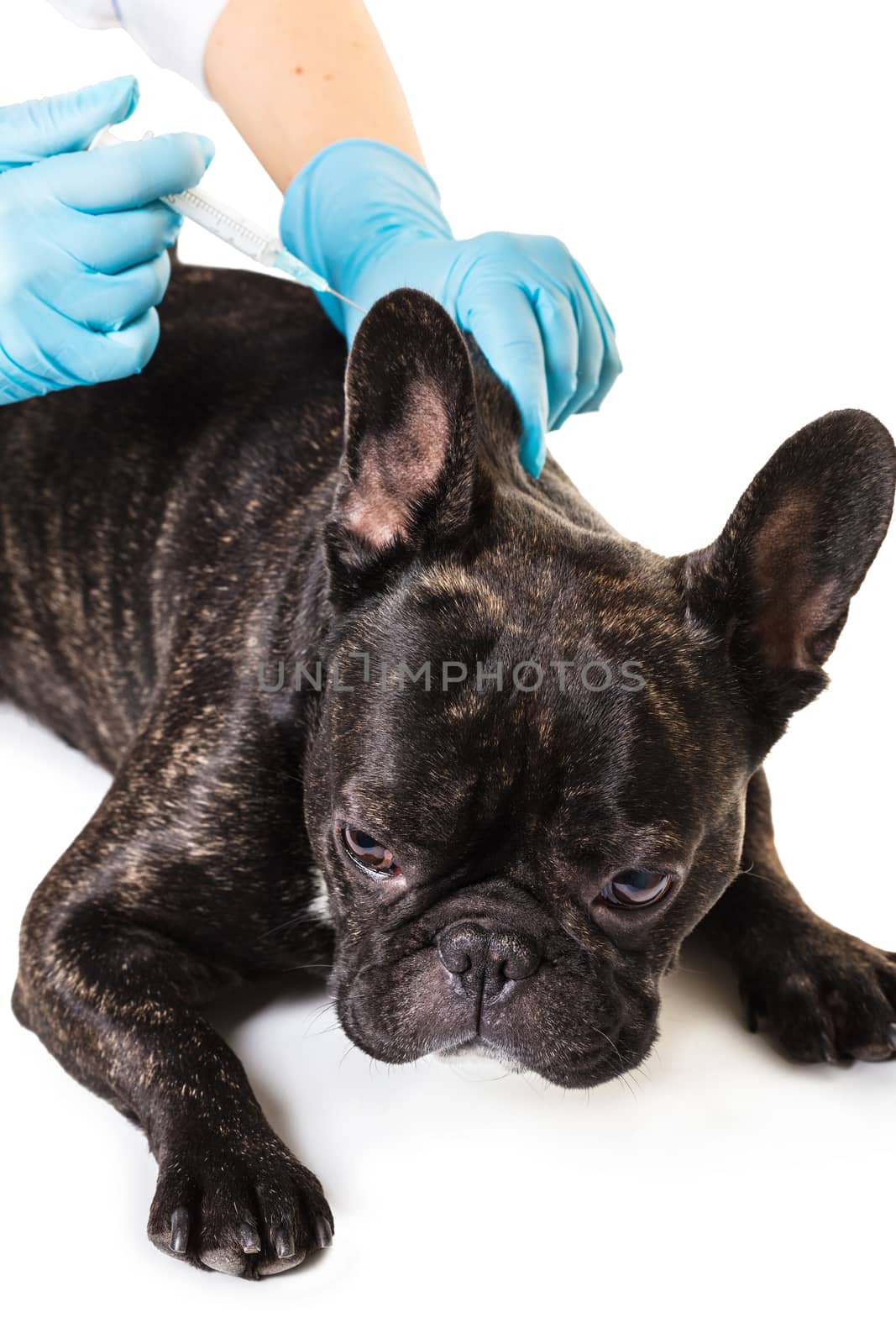 Veterinarian vaccinating dog on white background, closeup