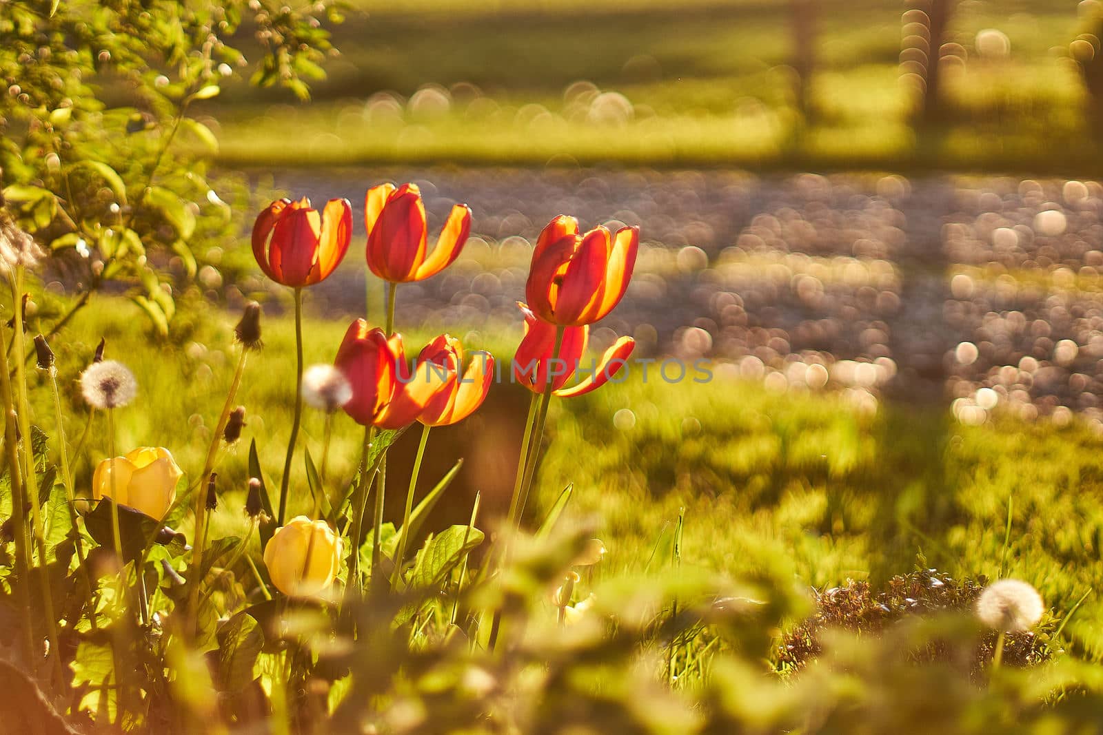Tulips flowers spring bloom in the garden