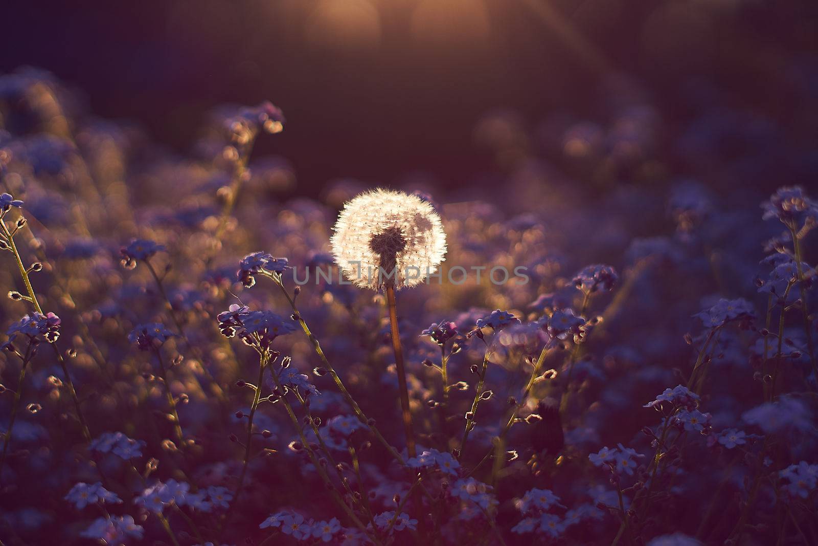 Dandelion and Forgetmenot by Sirius3001